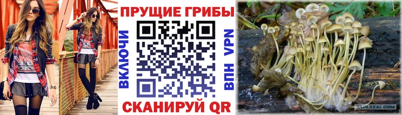 Псилоцибиновые грибы Magic Shrooms  ОМГ ОМГ вход  Заринск  купить наркоту 